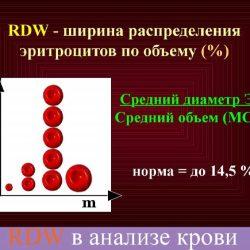 RDW в анализе крови