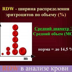 RDW в анализе крови RDW в анализе крови