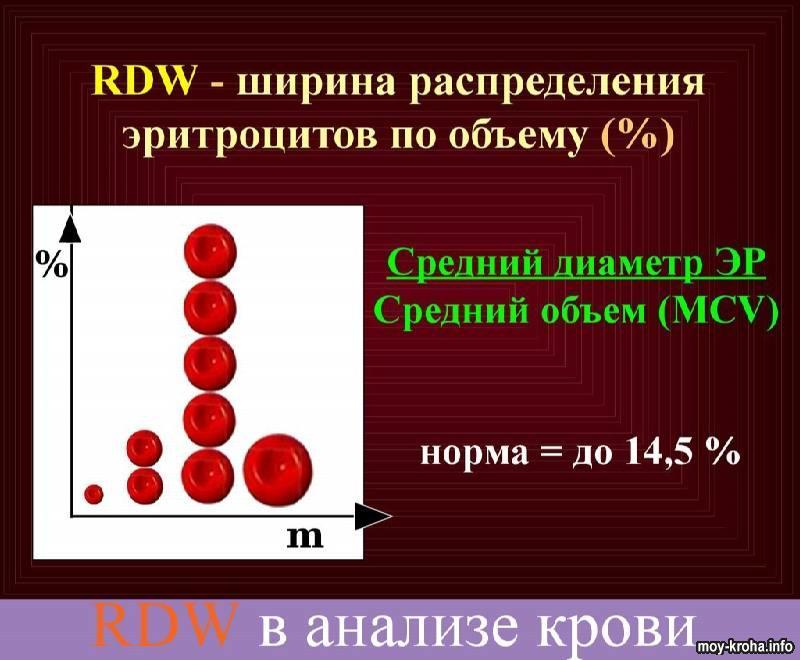 RDW в анализе крови