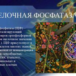 Щелочная фосфатаза что это такое Щелочная фосфатаза что это такое