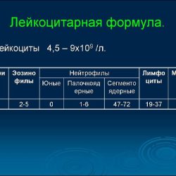 Лейкоцитарная формула Лейкоцитарная формула