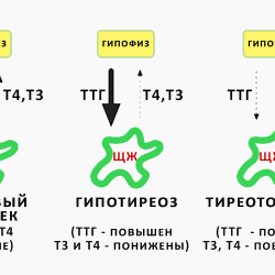 Гормон щитовидной железы ТТГ Гормон щитовидной железы ТТГ