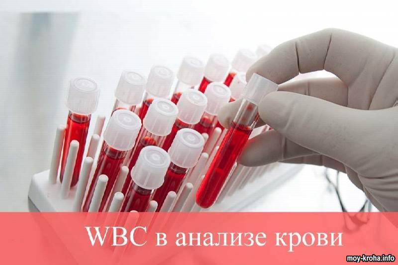 WBC в анализе крови